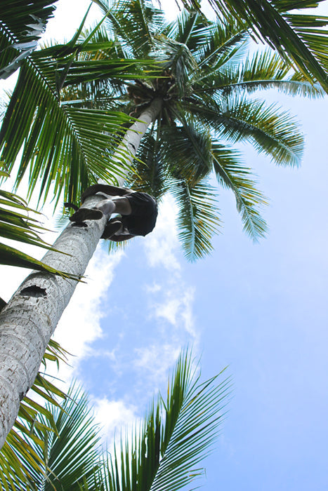 ココナッツの採取に猿を!?