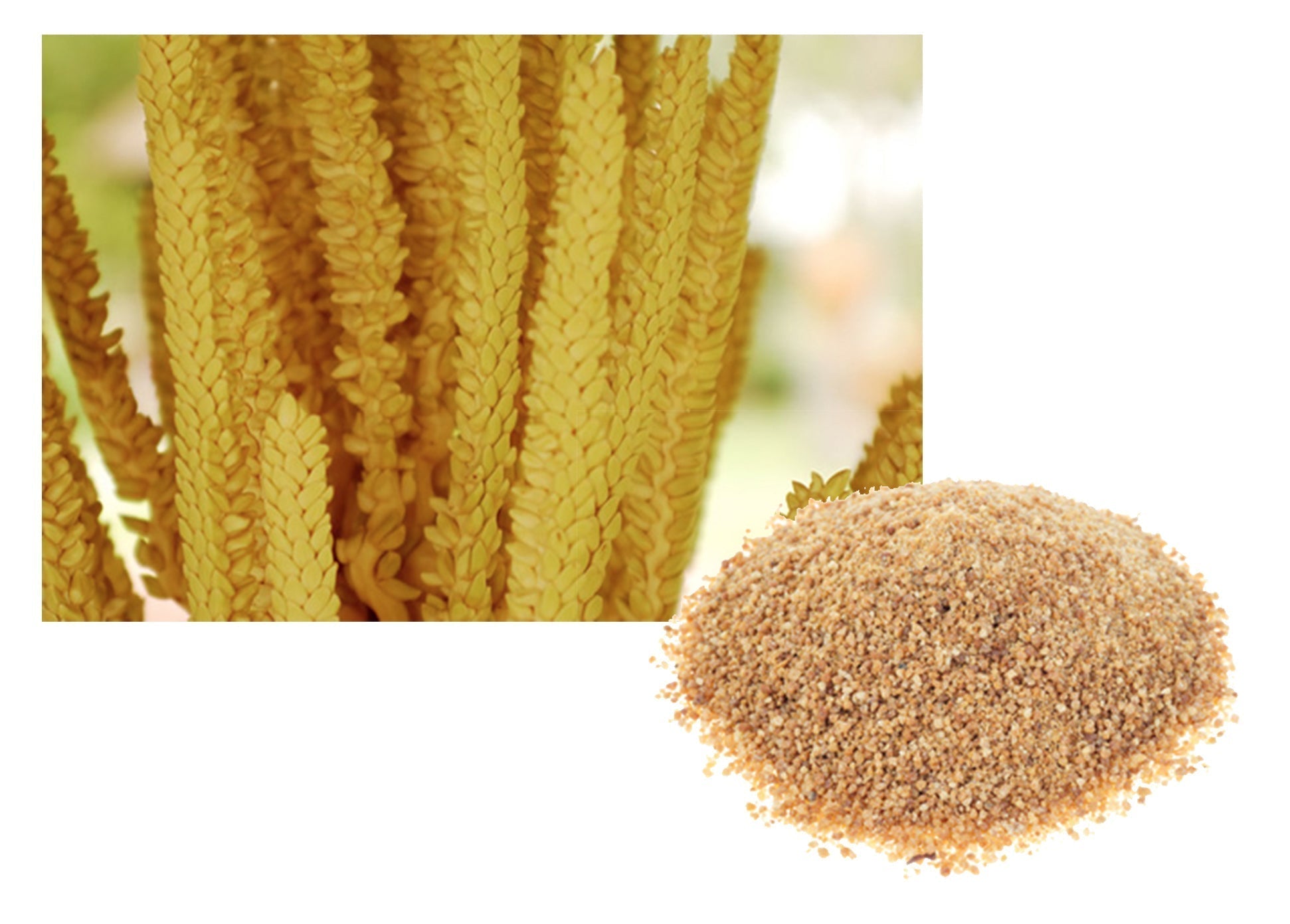 ココナッツシュガーのお話し | 【公式】ココナッツ専門店ココウェル