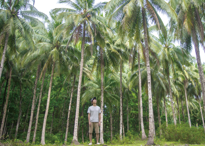 意外と身近に使われているココナッツ