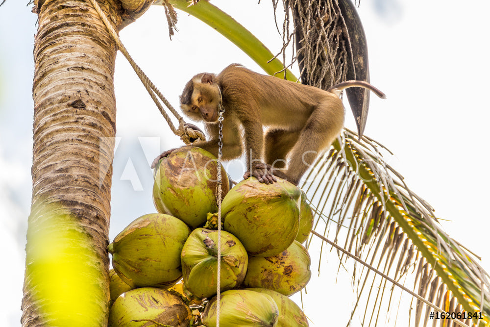 タイでココナッツの収穫にサル。