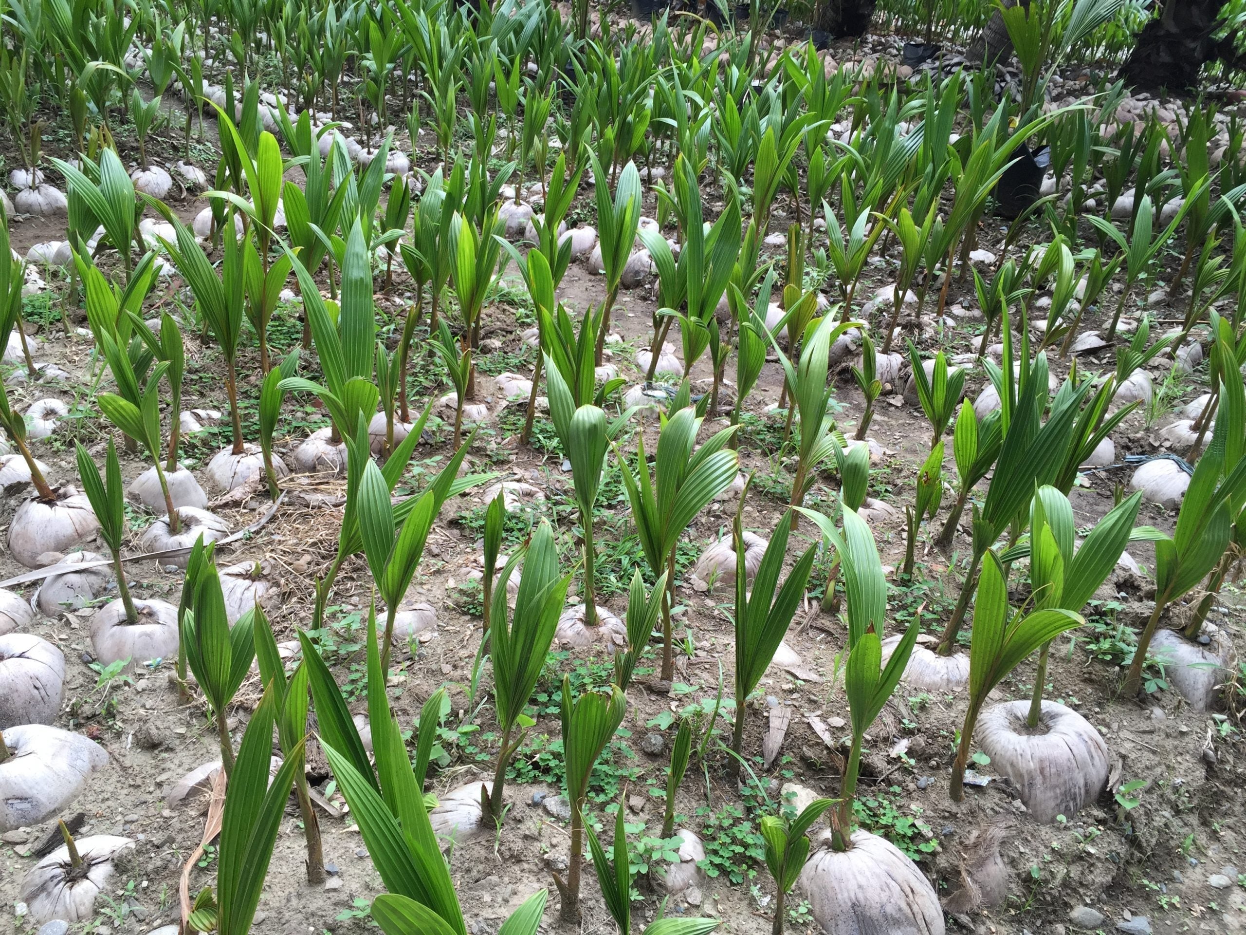 北ルソンにココナッツ庁の事務所開設。