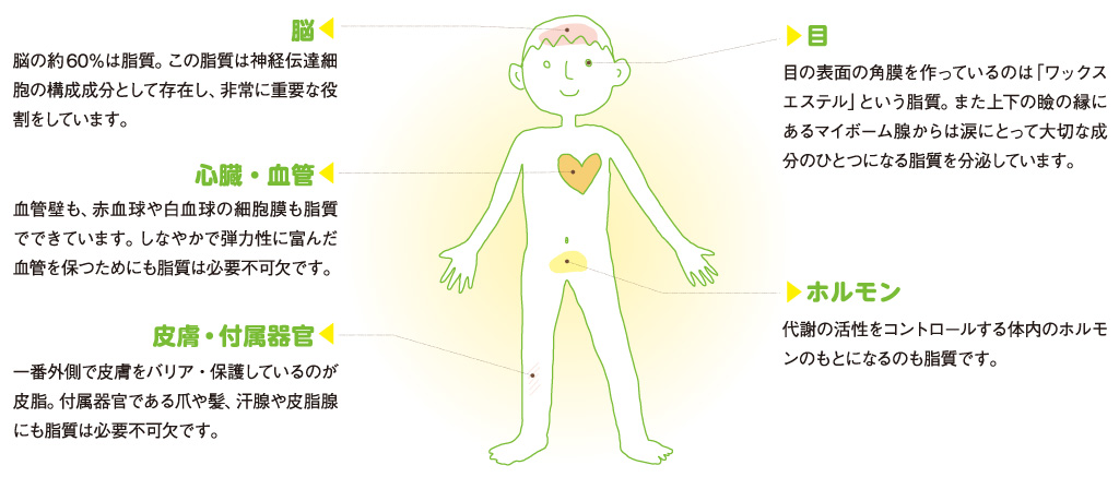 脂質が原料になっている体の部位