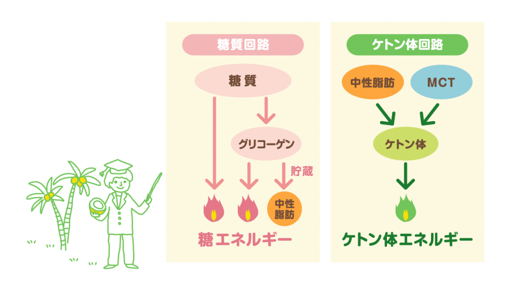 MCT中鎖脂肪酸とケトン体知って広がる！ココナッツ豆知識