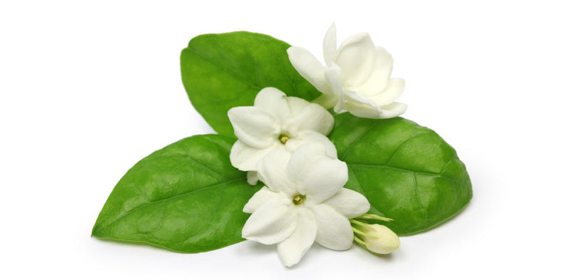 サンパギータとは？ | 【公式】ココナッツ専門店ココウェル