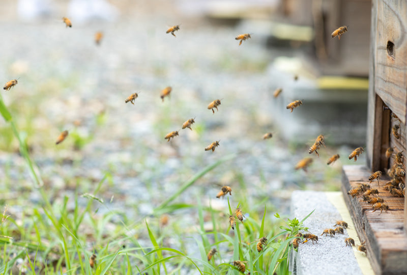 ケミカルフリーの養蜂で、ミツバチと共生した持続可能な地球へ