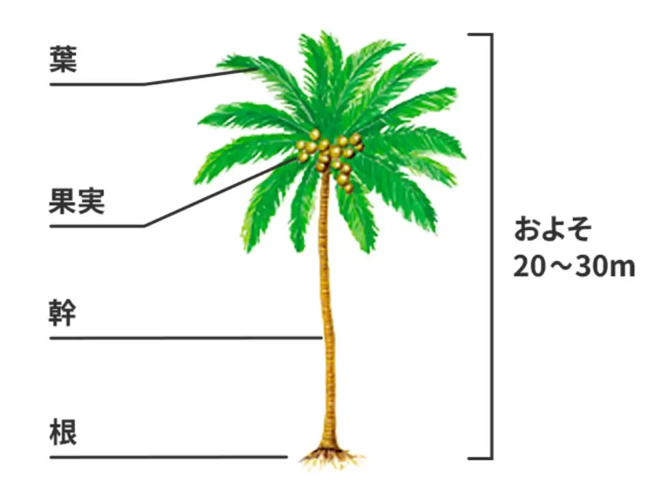 ヤシの木はおおよそ20〜30m