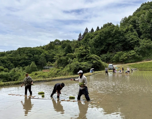 田植えをしている様子