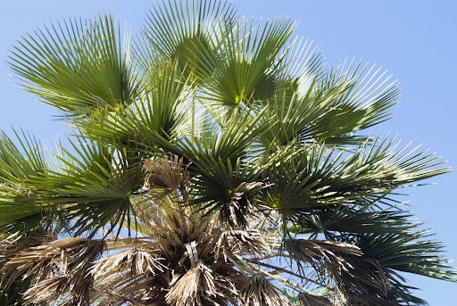 ブラジルに多く生育するカルナウバヤシの葉