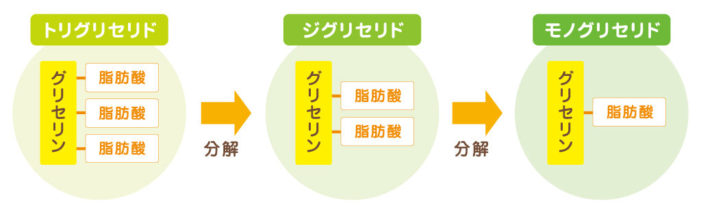 トリグリセリドの構造イメージ