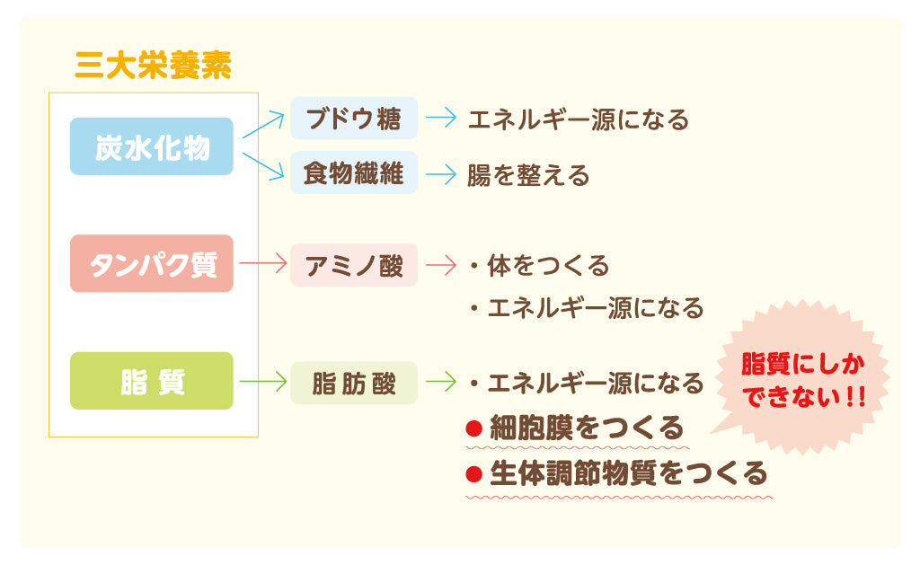 脂質の主な役割を示す図