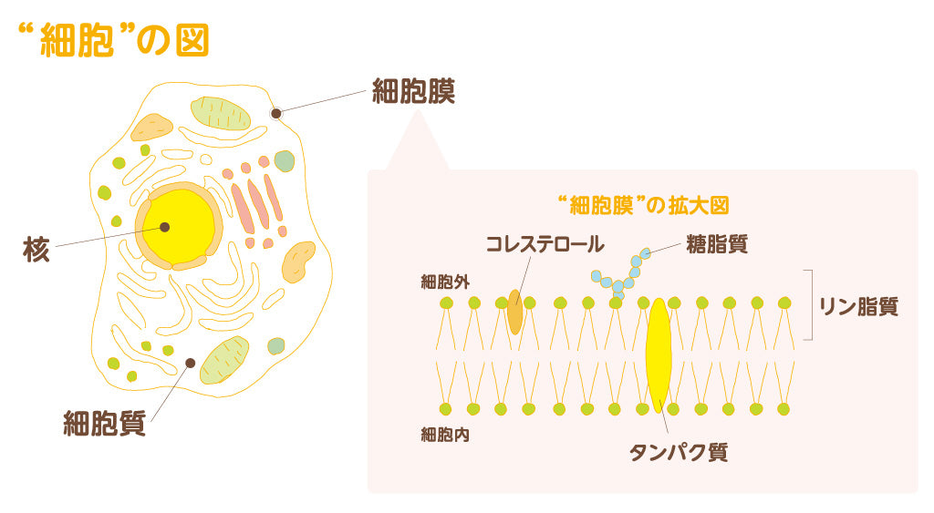 細胞膜の構造とリン脂質二重層のイメージ