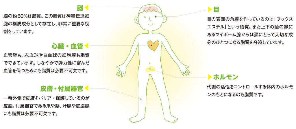 脂質が原料になっている体の主な部位