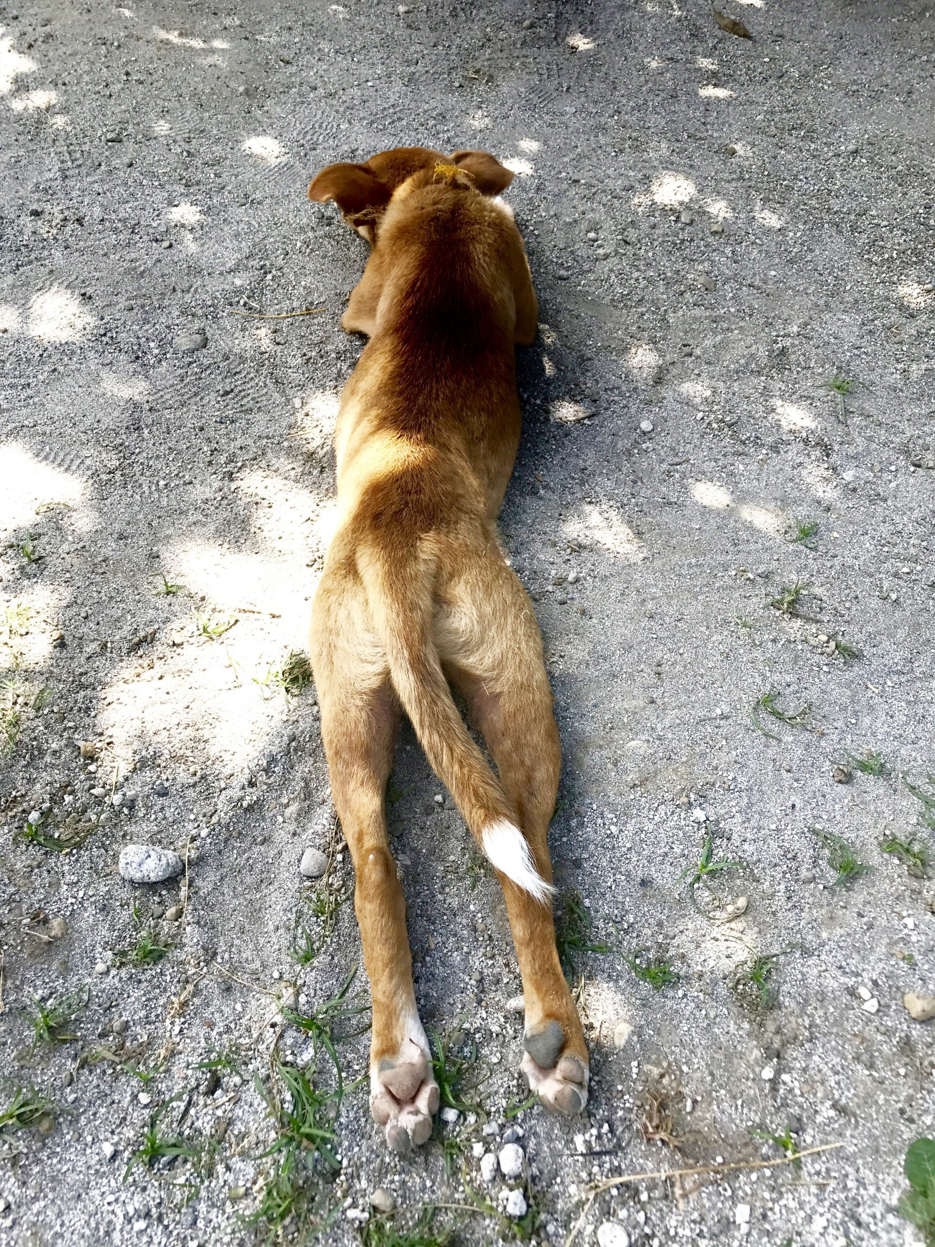 フィリピンで見かける野良犬の様子