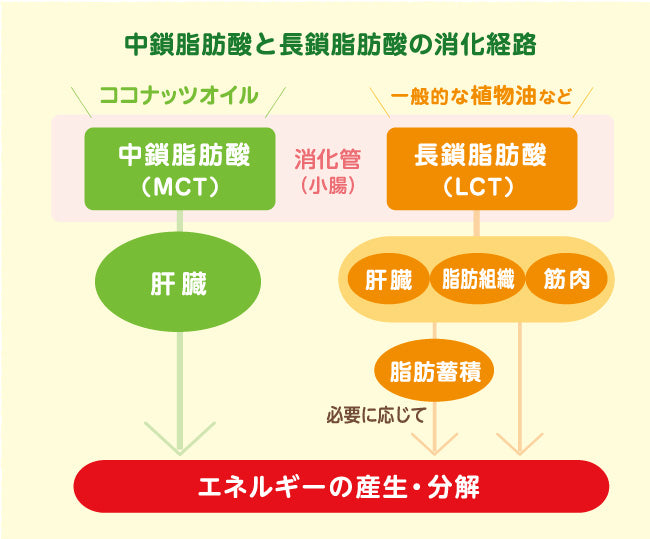 MCT摂取と体脂肪減少に関する研究結果の図