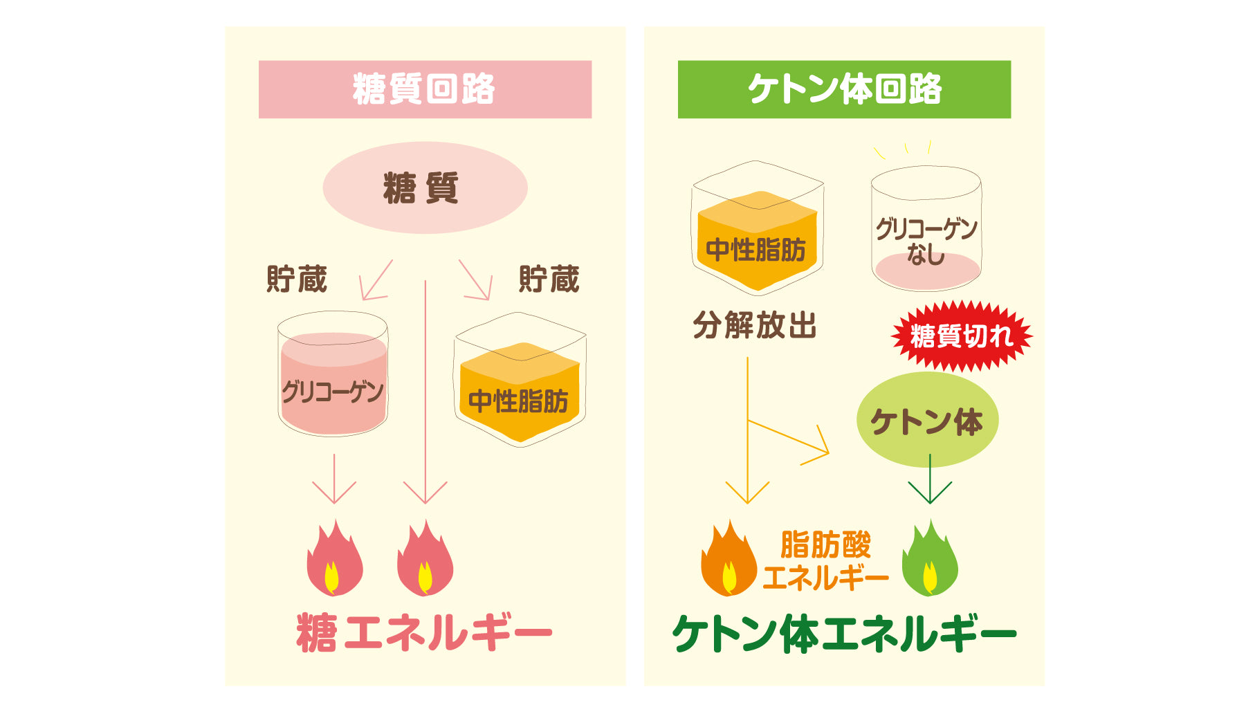 糖質回路とケトン体回路の概念図