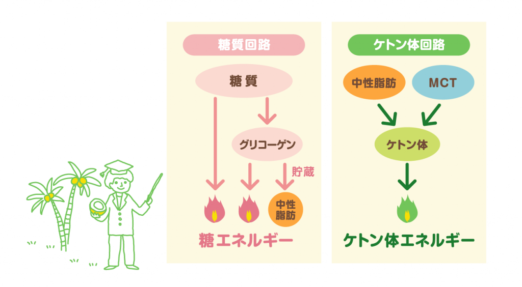 糖質回路とケトン体回路の図