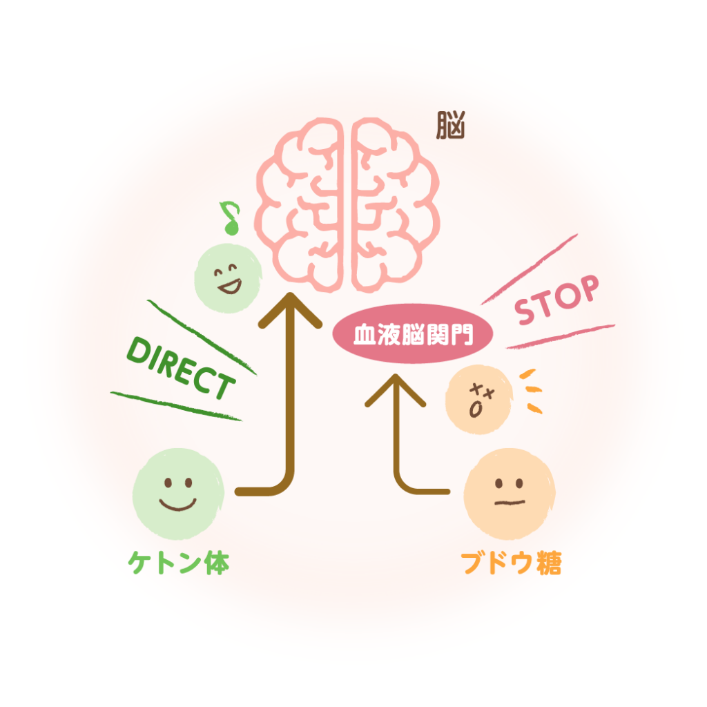 ケトン体が脳のエネルギーになる説明図