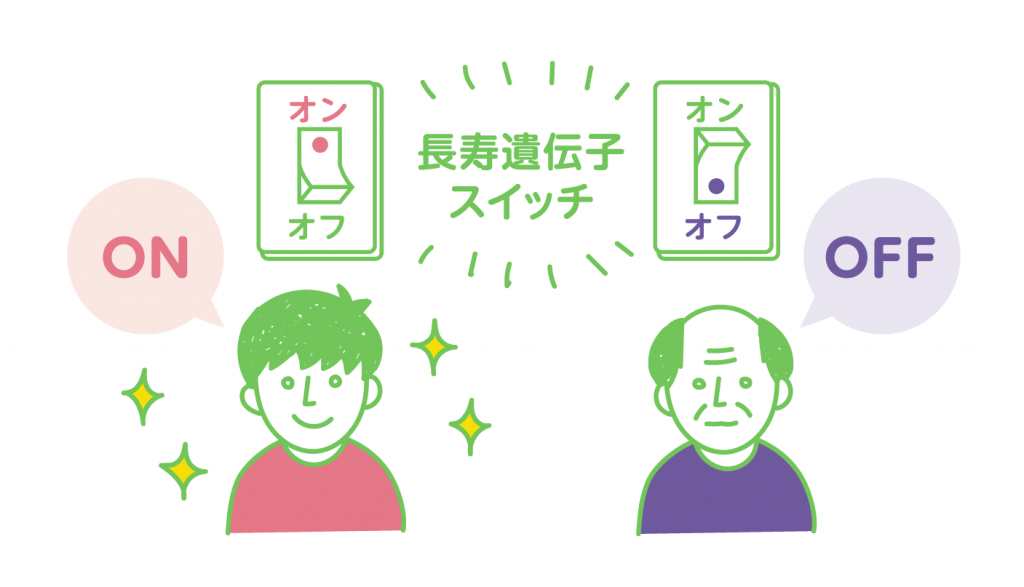 サーチュイン遺伝子とオートファジーの図