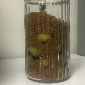 ココナッツシュガーに梅が埋もれている様子