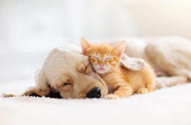 犬と猫のイメージ