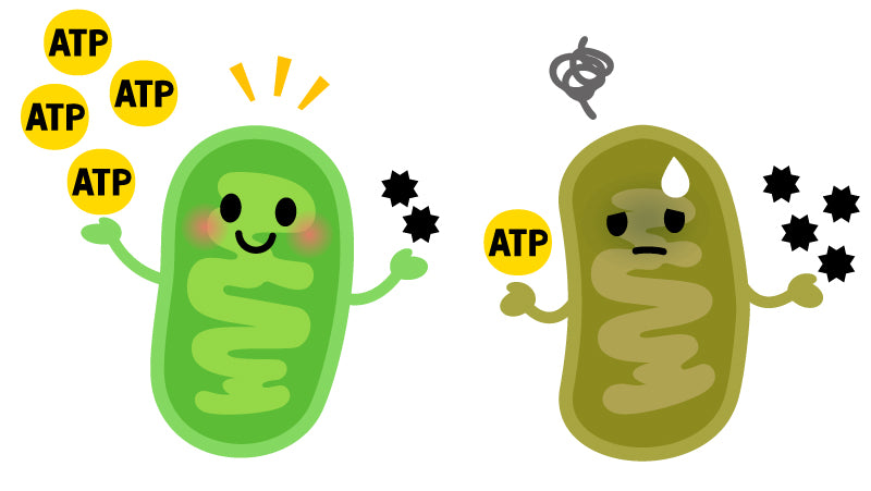 ミトコンドリアとATP産生のイメージ図