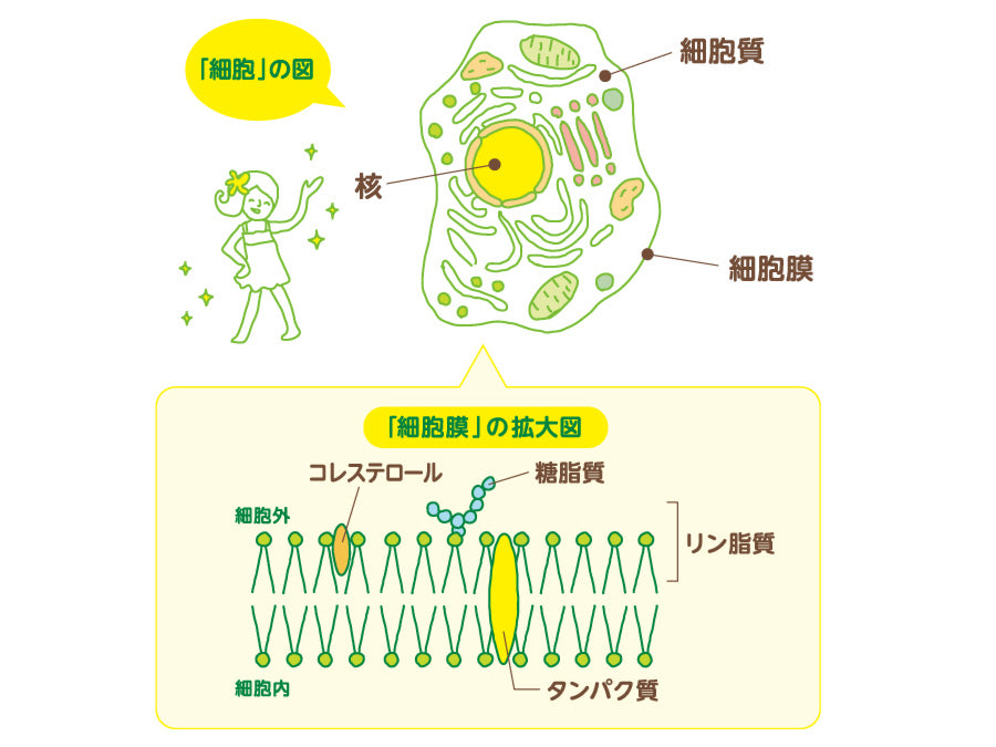 脂質の役割を説明する図