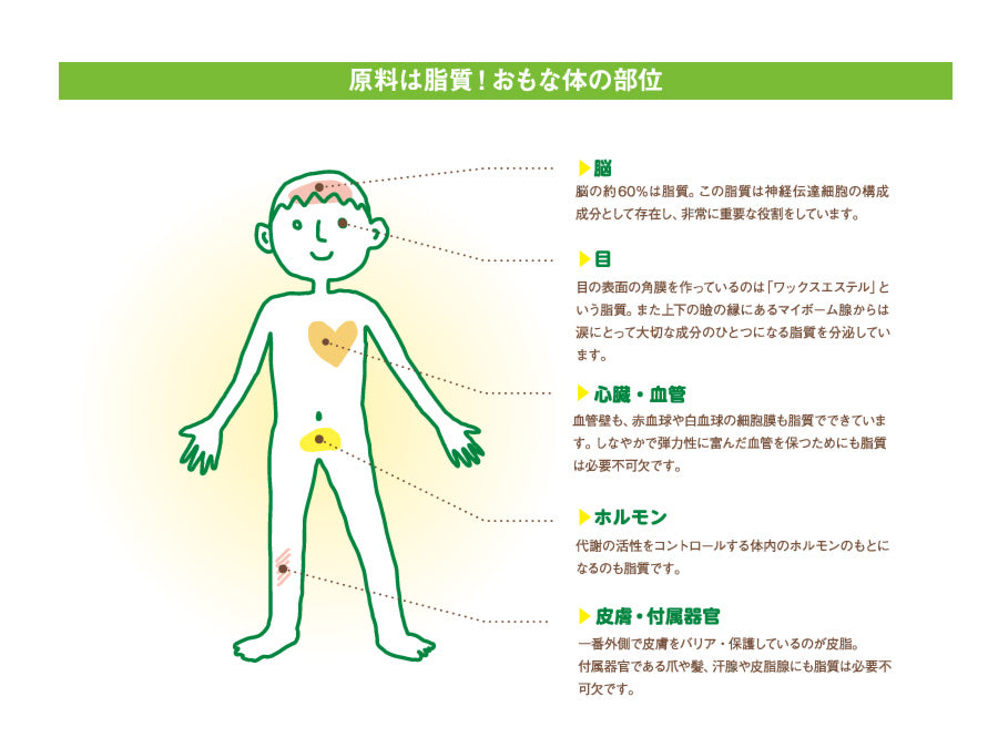細胞膜の役割を説明する図