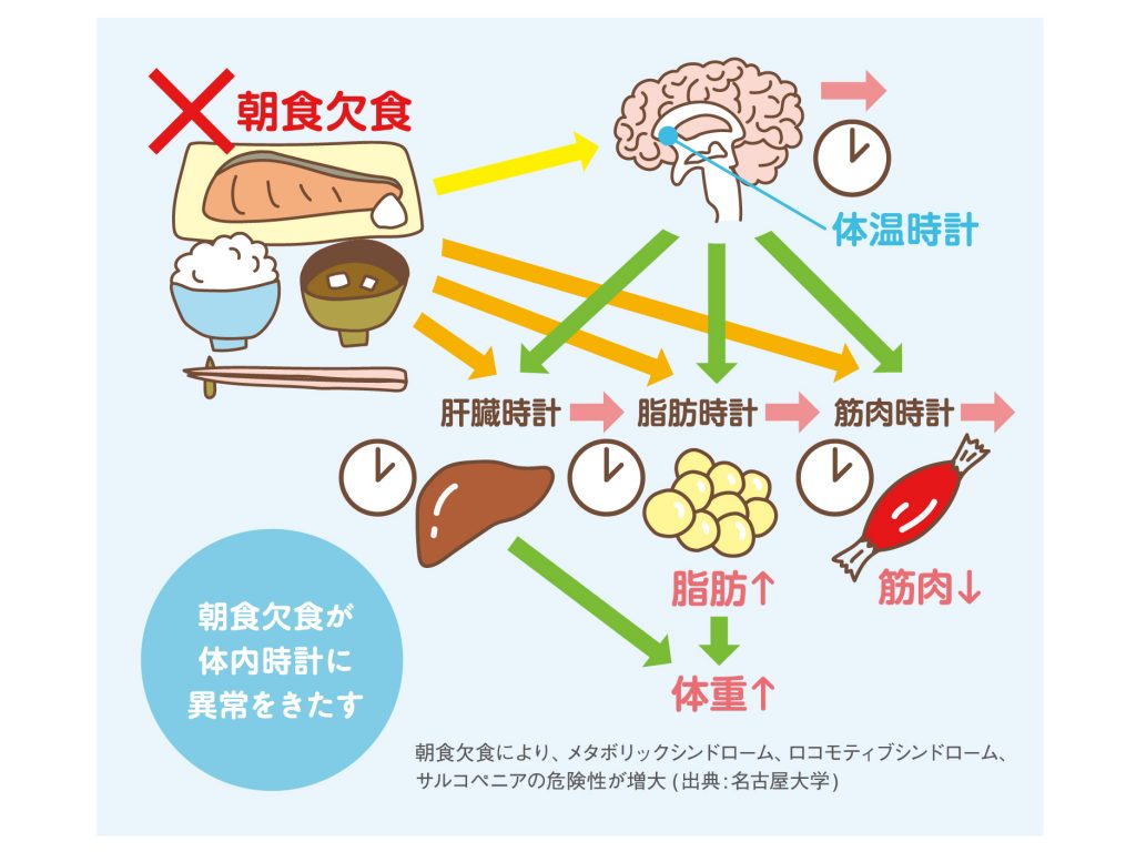メタボ・ロコモ・サルコペニアと朝食の関連