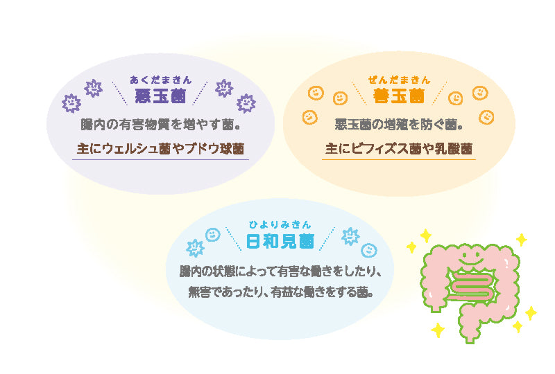 腸内細菌バランスのイメージ図