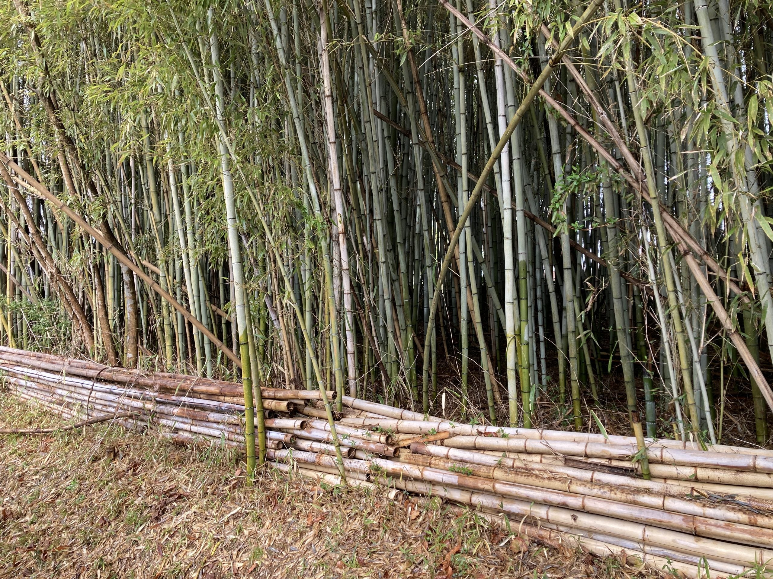 竹林での伐採と積み込み作業