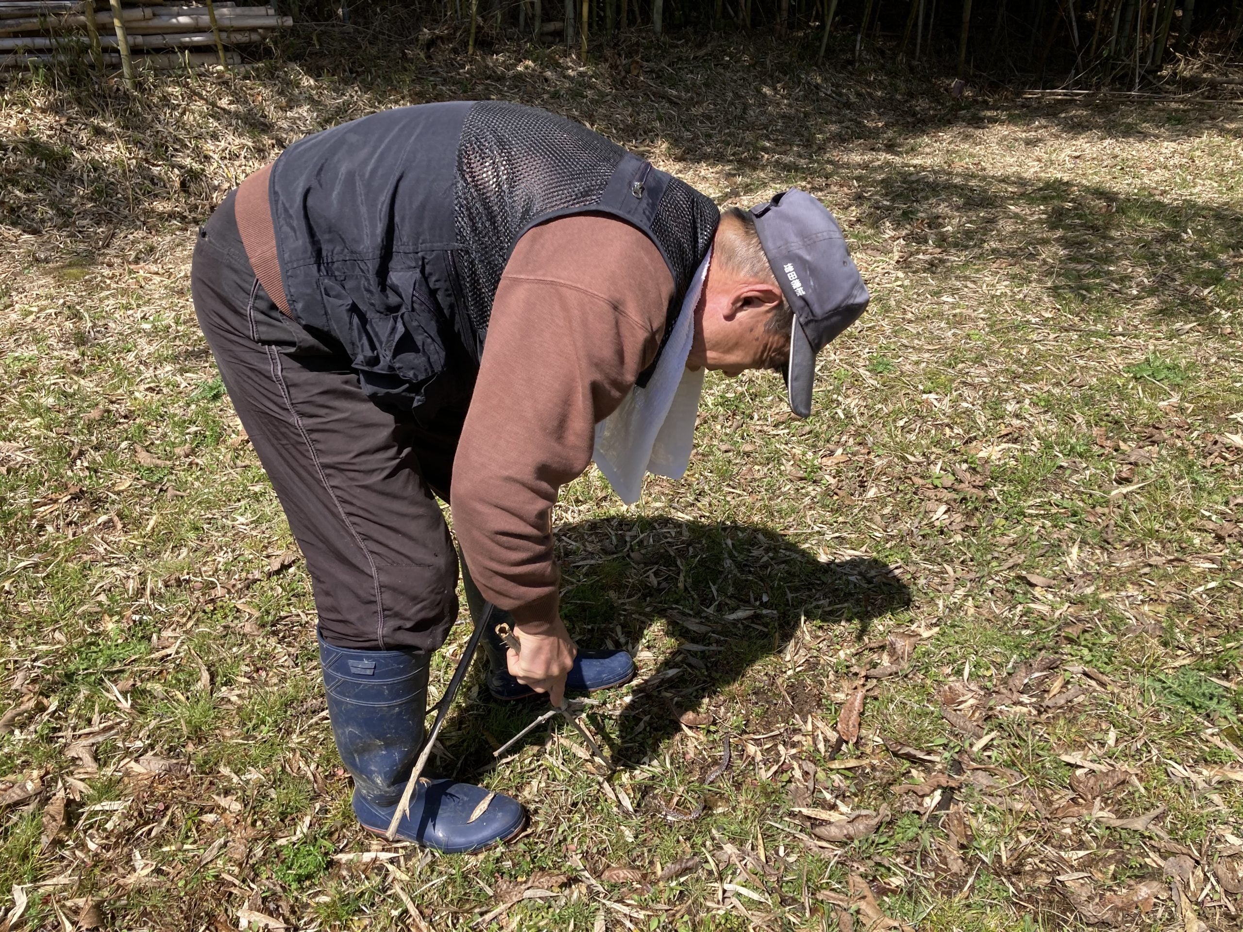 マムシの駆除後の様子(注意喚起)