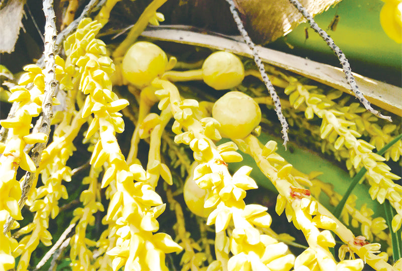 ココナッツの花粉媒介と受粉解説図