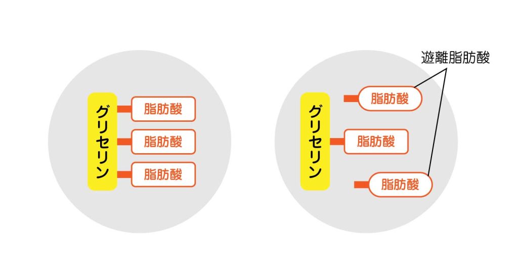 脂肪酸の構造説明図